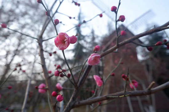 雨水降，萬物蘇(圖1)