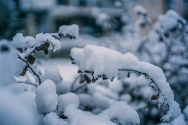 瑞雪迎小年(圖2) 瑞雪迎小年(圖2)